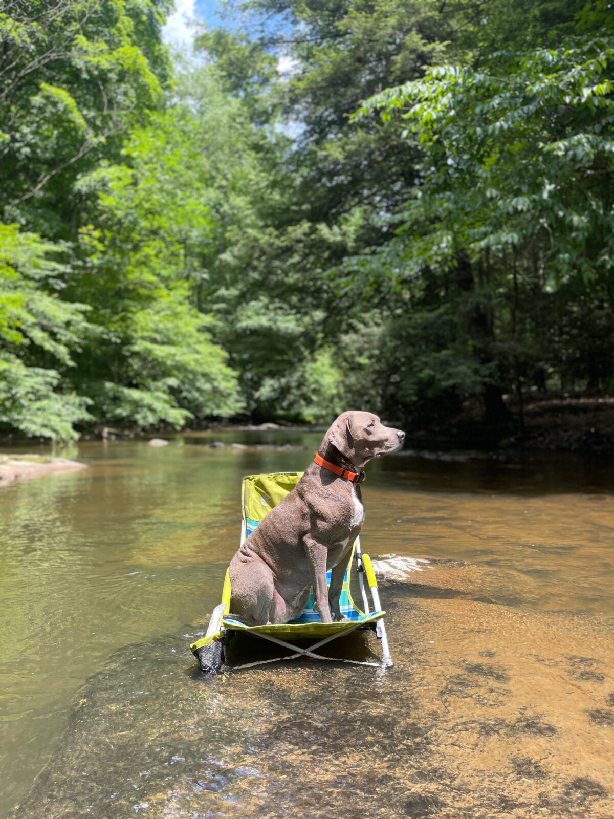 Argos sitting in a folding chair in a shallow creek surrounded by woods