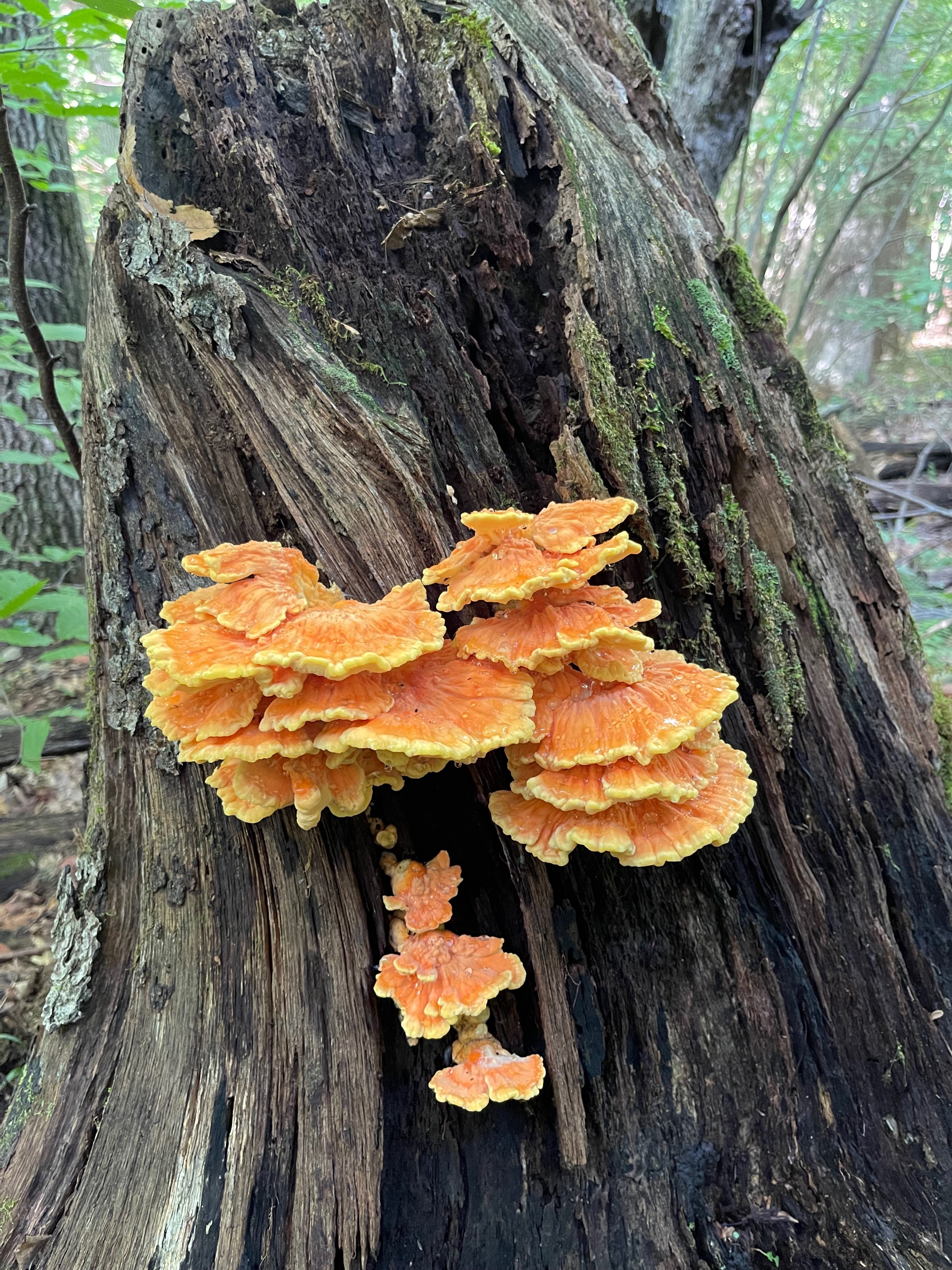 Orange and yellow chicken of the woods mushroom shelves growing on a decaying tree trunk