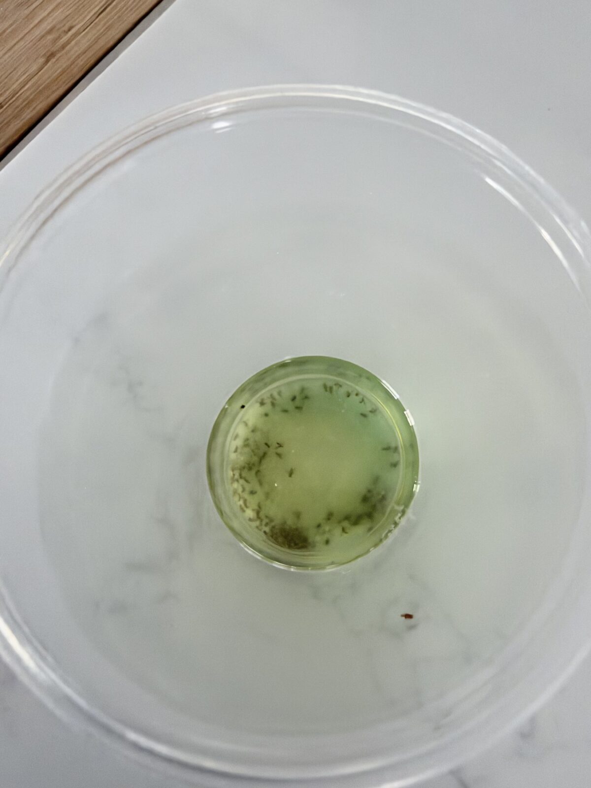 Overhead view of small flies caught in vinegar at the bottom of the glass
