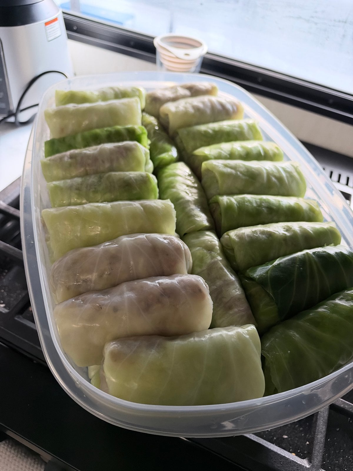 Uncooked stuffed cabbage rolls arranged in a large food storage container